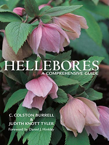 How to Propagate Hellebores