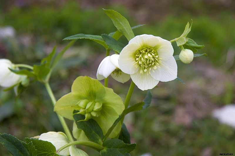 How to Propagate Hellebores