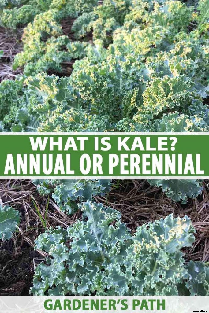 Is Kale an Annual or a Perennial?