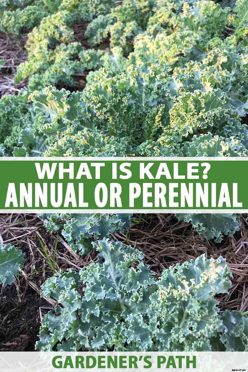 Is Kale an Annual or a Perennial?
