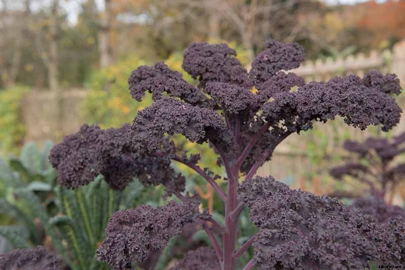 Is Kale an Annual or a Perennial?
