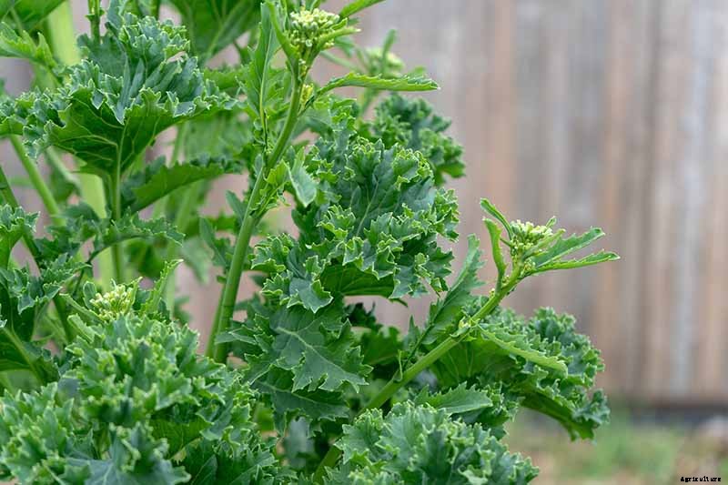 Is Kale an Annual or a Perennial?