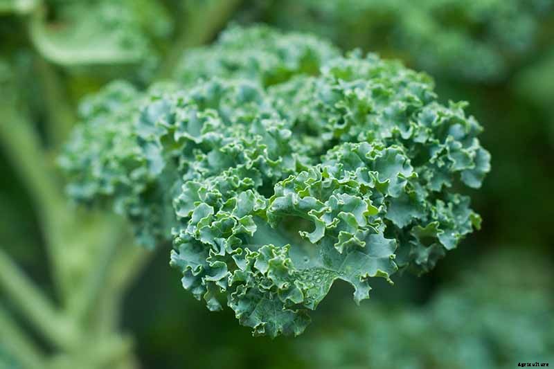 Is Kale an Annual or a Perennial?