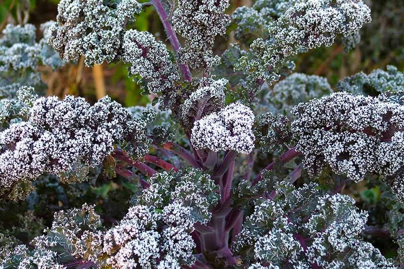 Is Kale an Annual or a Perennial?