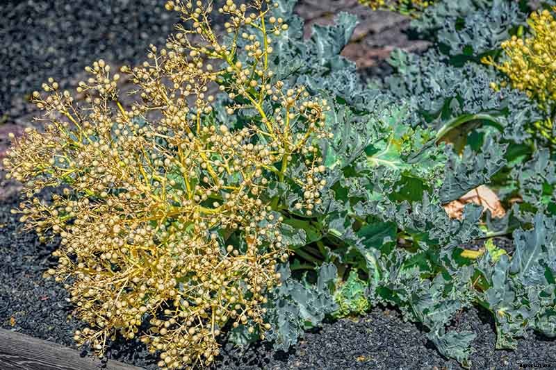 Is Kale an Annual or a Perennial?