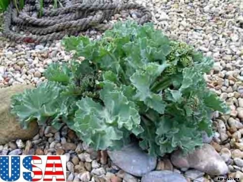 Is Kale an Annual or a Perennial?