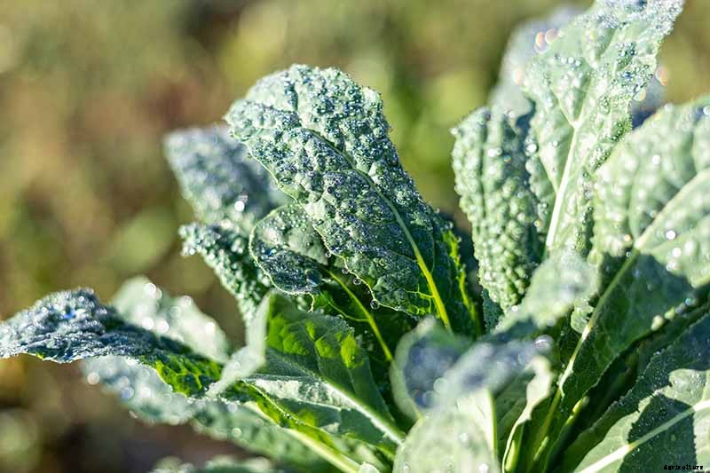 Is Kale an Annual or a Perennial?