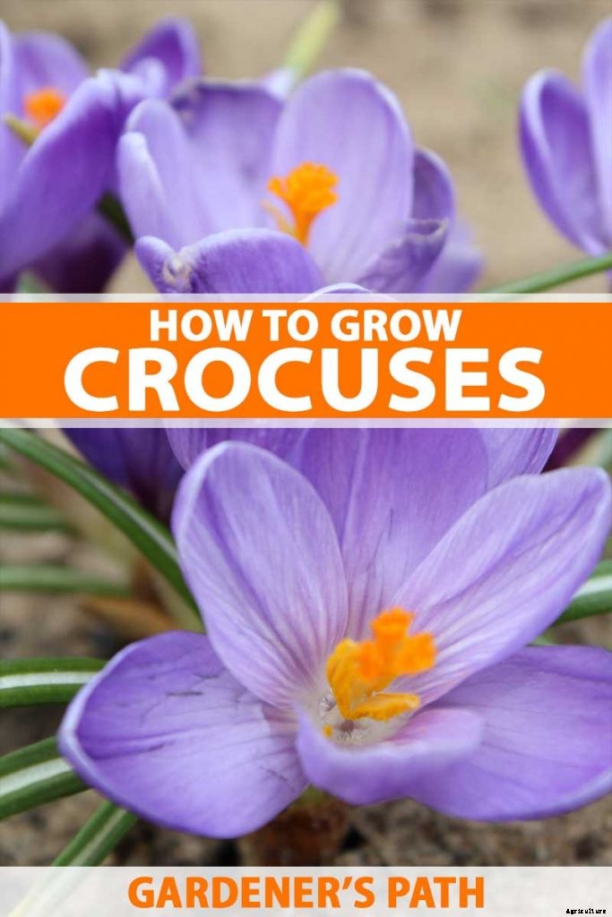 How to Grow and Care for Crocus Flowers