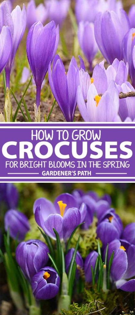 How to Grow and Care for Crocus Flowers