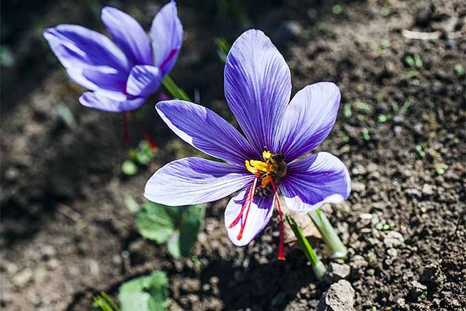 How to Grow and Care for Crocus Flowers
