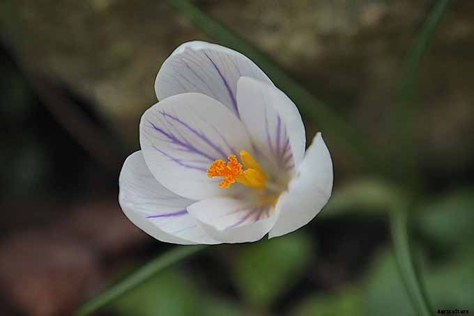 How to Grow and Care for Crocus Flowers