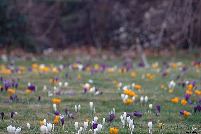 How to Grow and Care for Crocus Flowers