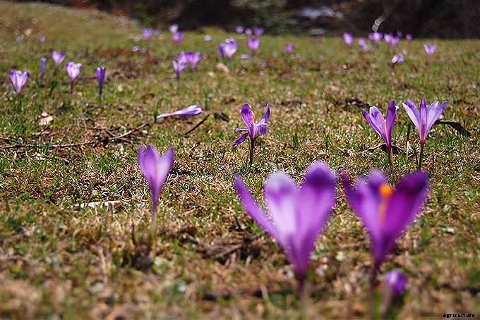 How to Grow and Care for Crocus Flowers