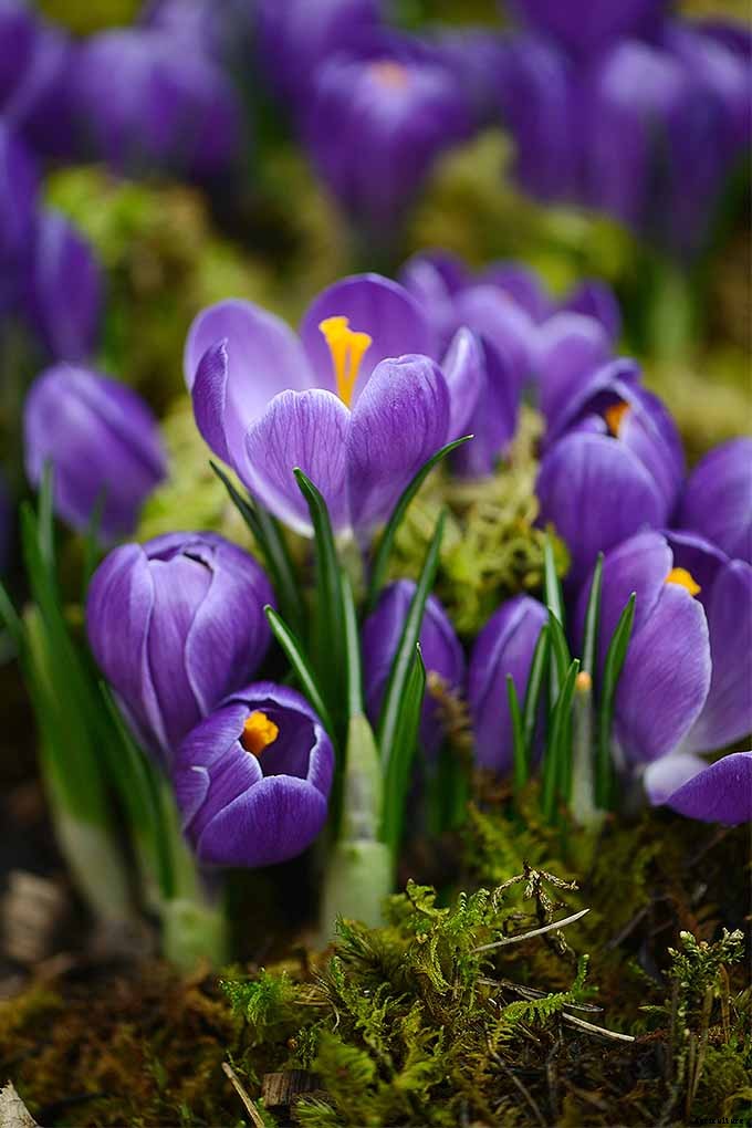 How to Grow and Care for Crocus Flowers