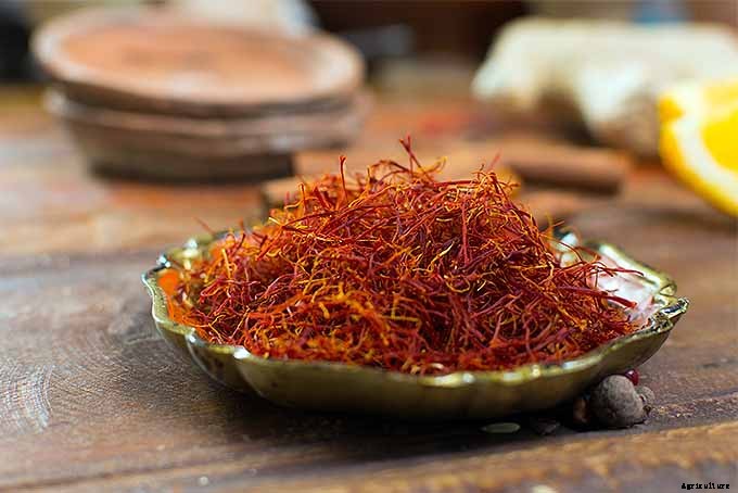 How to Grow and Care for Crocus Flowers