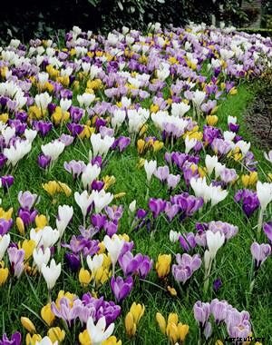 How to Grow and Care for Crocus Flowers
