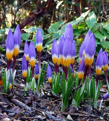 How to Grow and Care for Crocus Flowers