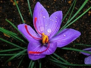 How to Grow and Care for Crocus Flowers