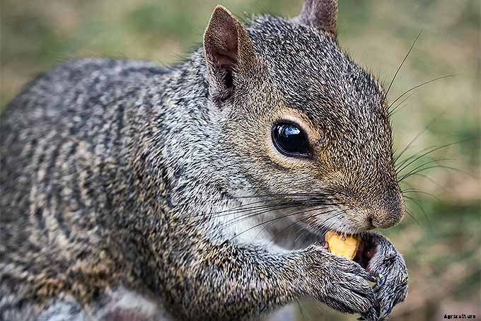 How to Grow and Care for Crocus Flowers