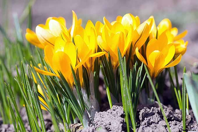 How to Grow and Care for Crocus Flowers