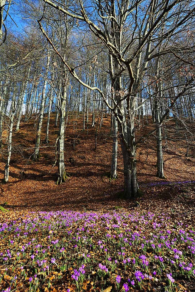 How to Grow and Care for Crocus Flowers