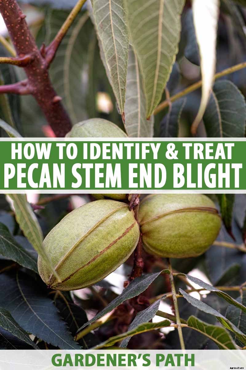 How to Identify and Treat Pecan Stem End Blight