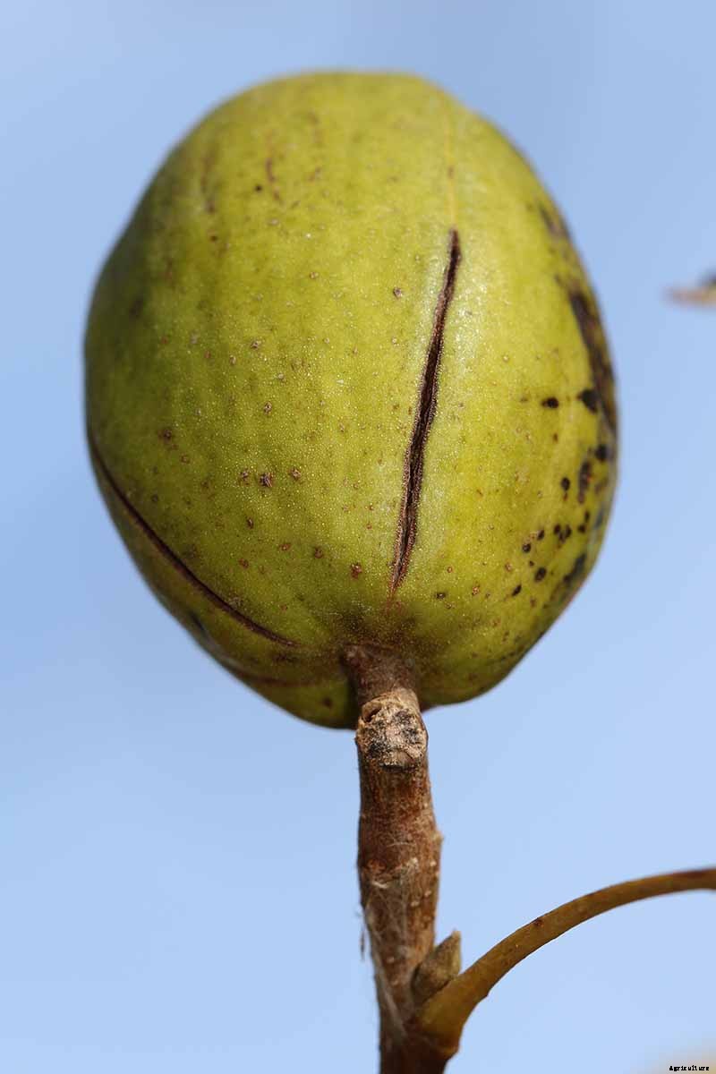 How to Identify and Treat Pecan Stem End Blight