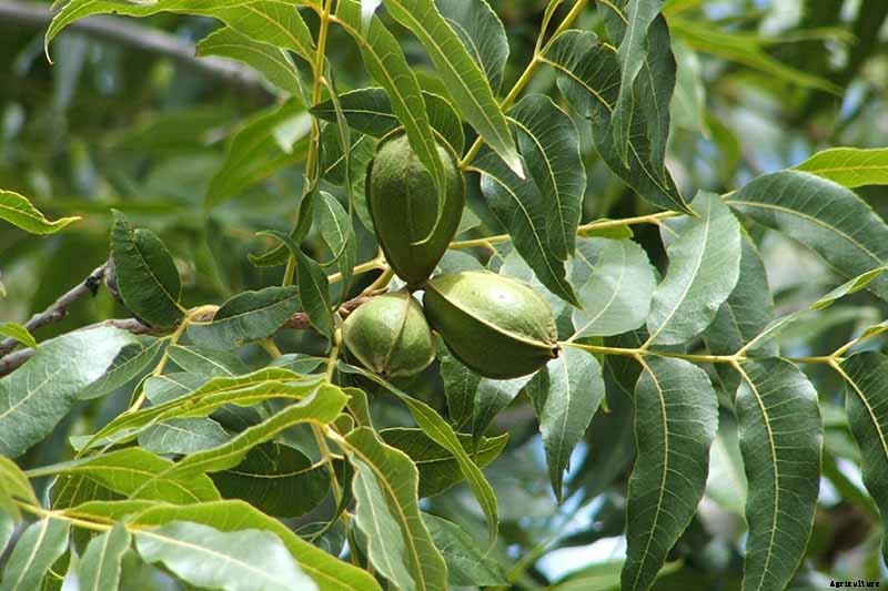 How to Identify and Treat Pecan Stem End Blight