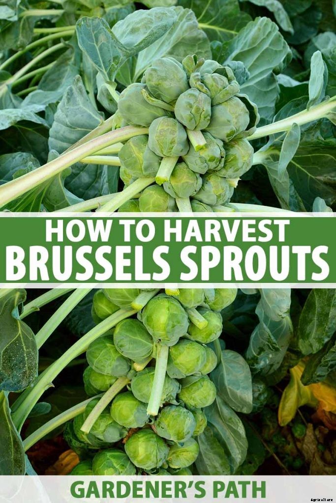 How to Harvest Brussels Sprouts