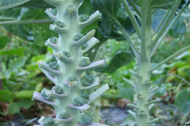 How to Harvest Brussels Sprouts
