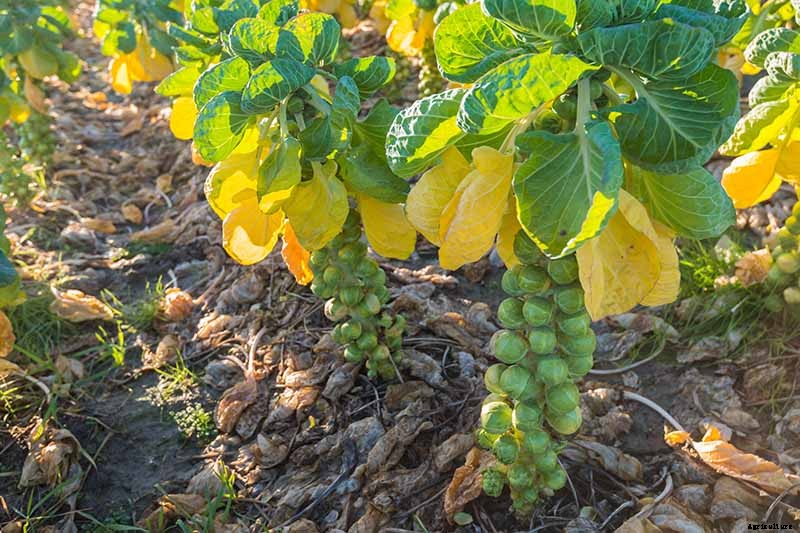 How to Harvest Brussels Sprouts
