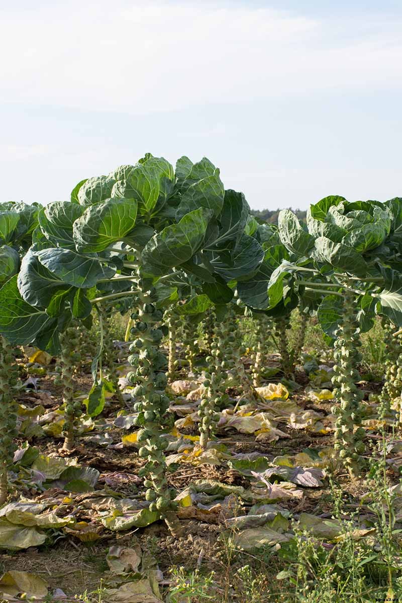 How to Harvest Brussels Sprouts