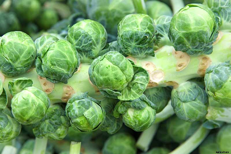 How to Harvest Brussels Sprouts