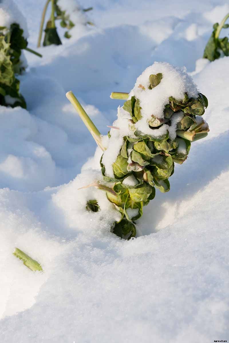 How to Harvest Brussels Sprouts