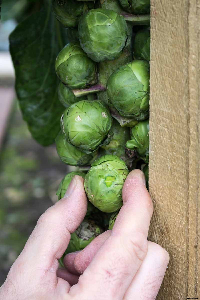 How to Harvest Brussels Sprouts