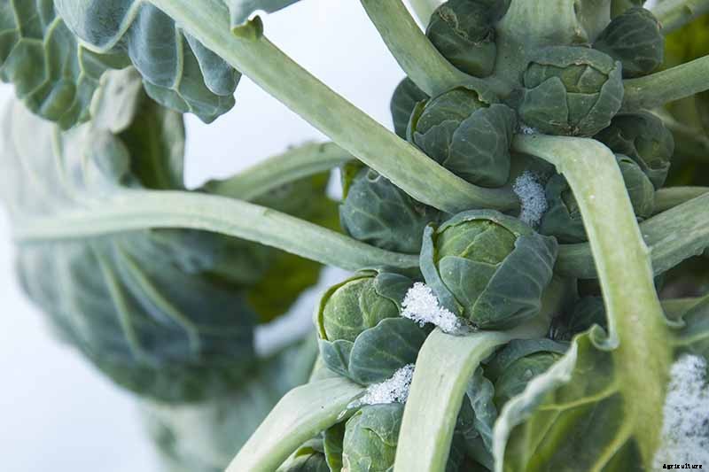 How to Harvest Brussels Sprouts