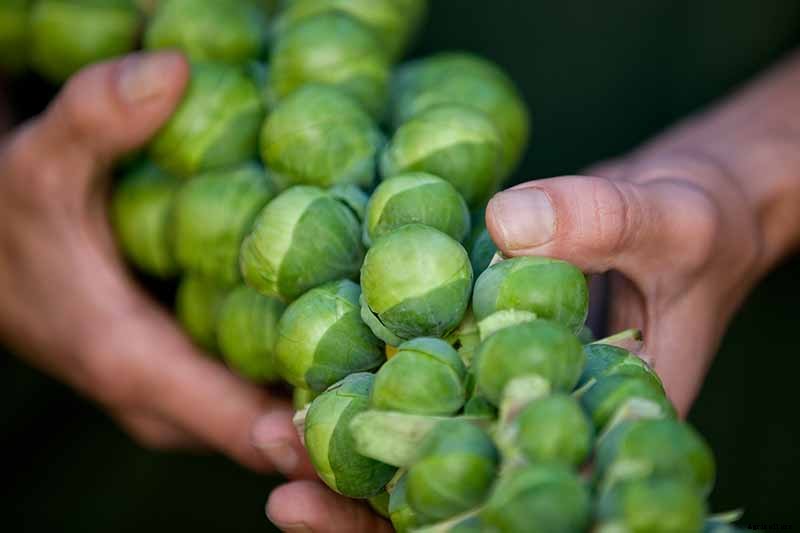 How to Harvest Brussels Sprouts