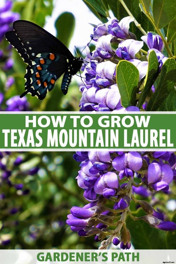 How to Grow Texas Mountain Laurel