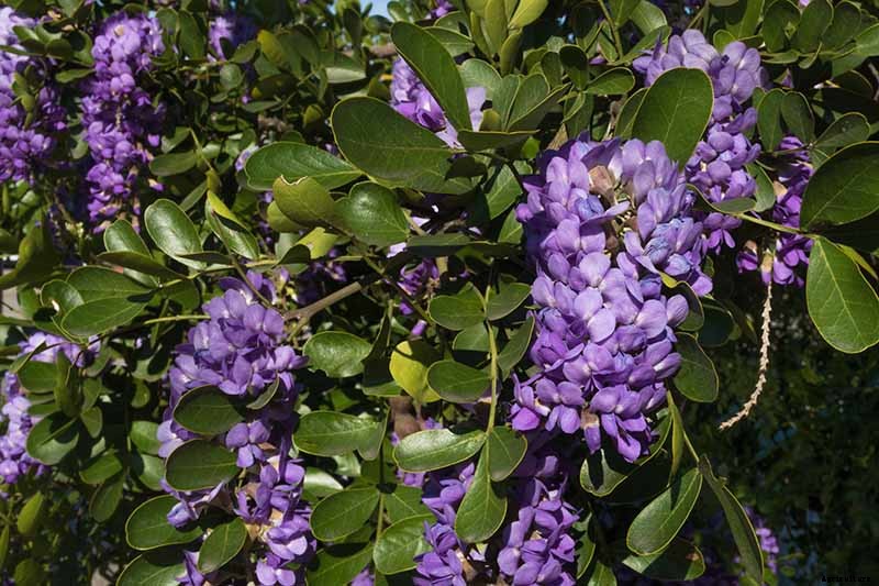 How to Grow Texas Mountain Laurel