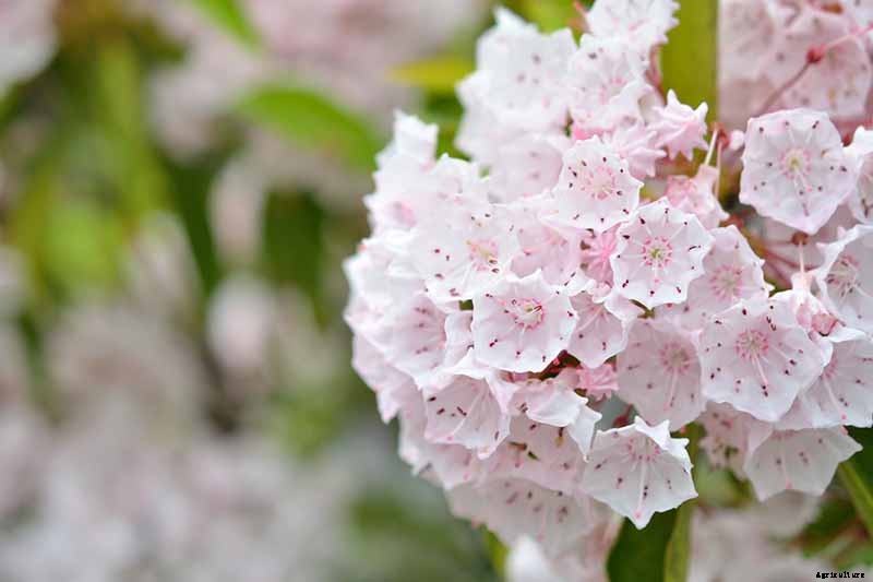 How to Grow Texas Mountain Laurel