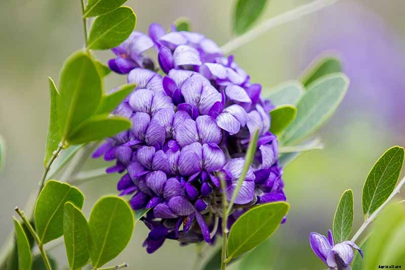 How to Grow Texas Mountain Laurel