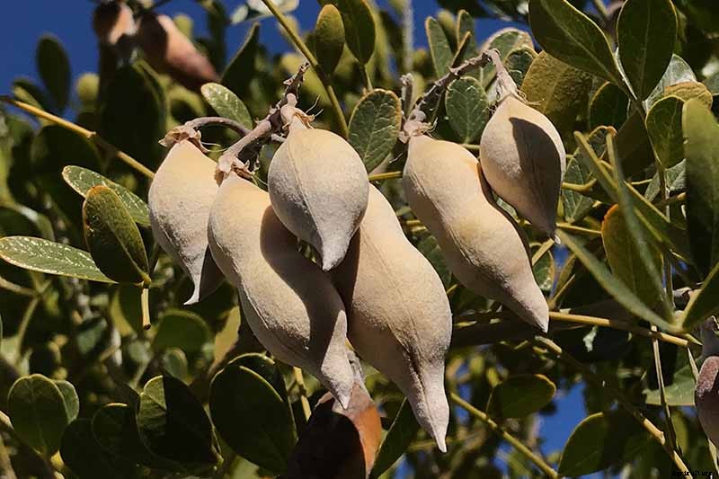 How to Grow Texas Mountain Laurel