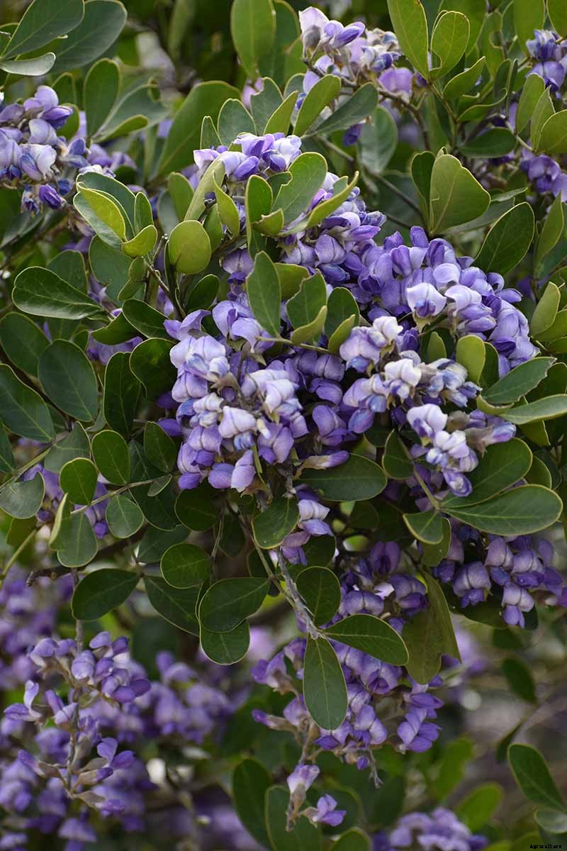 How to Grow Texas Mountain Laurel