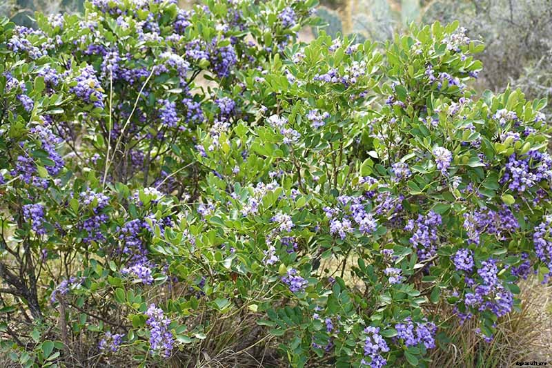 How to Grow Texas Mountain Laurel