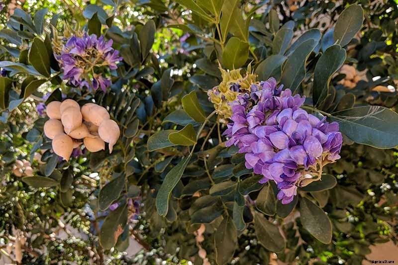 How to Grow Texas Mountain Laurel