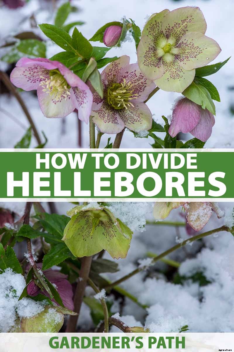 How to Divide and Transplant Hellebores