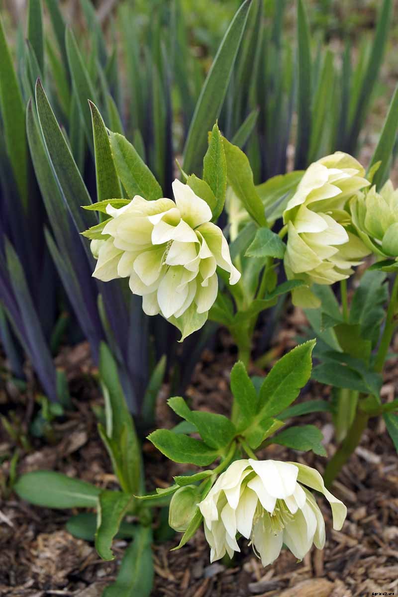 How to Divide and Transplant Hellebores
