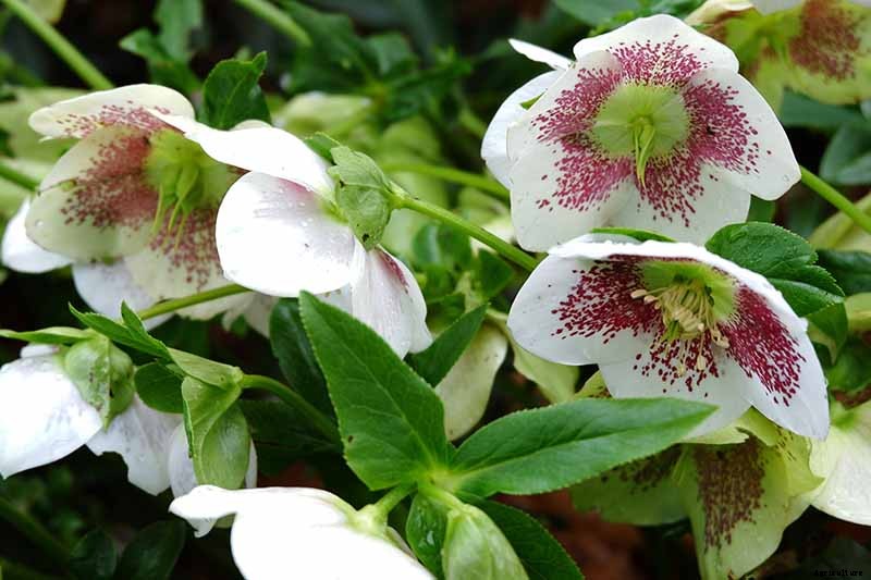 How to Divide and Transplant Hellebores