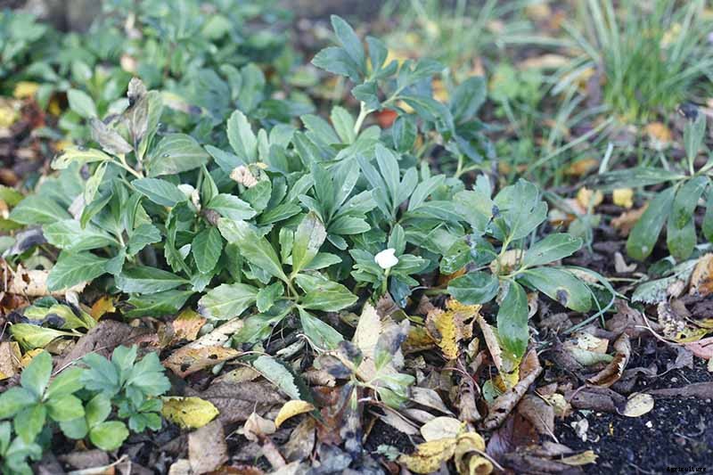 How to Divide and Transplant Hellebores