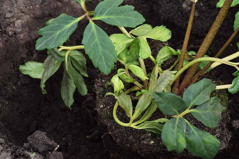 How to Divide and Transplant Hellebores